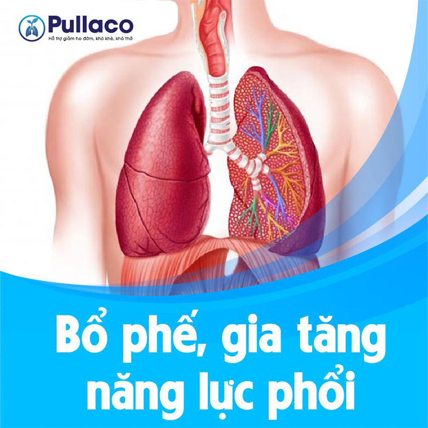 PULLACO - Hỗ Trợ Bổ Phế Giảm Ho Long Đờm (Hộp 20 viên)