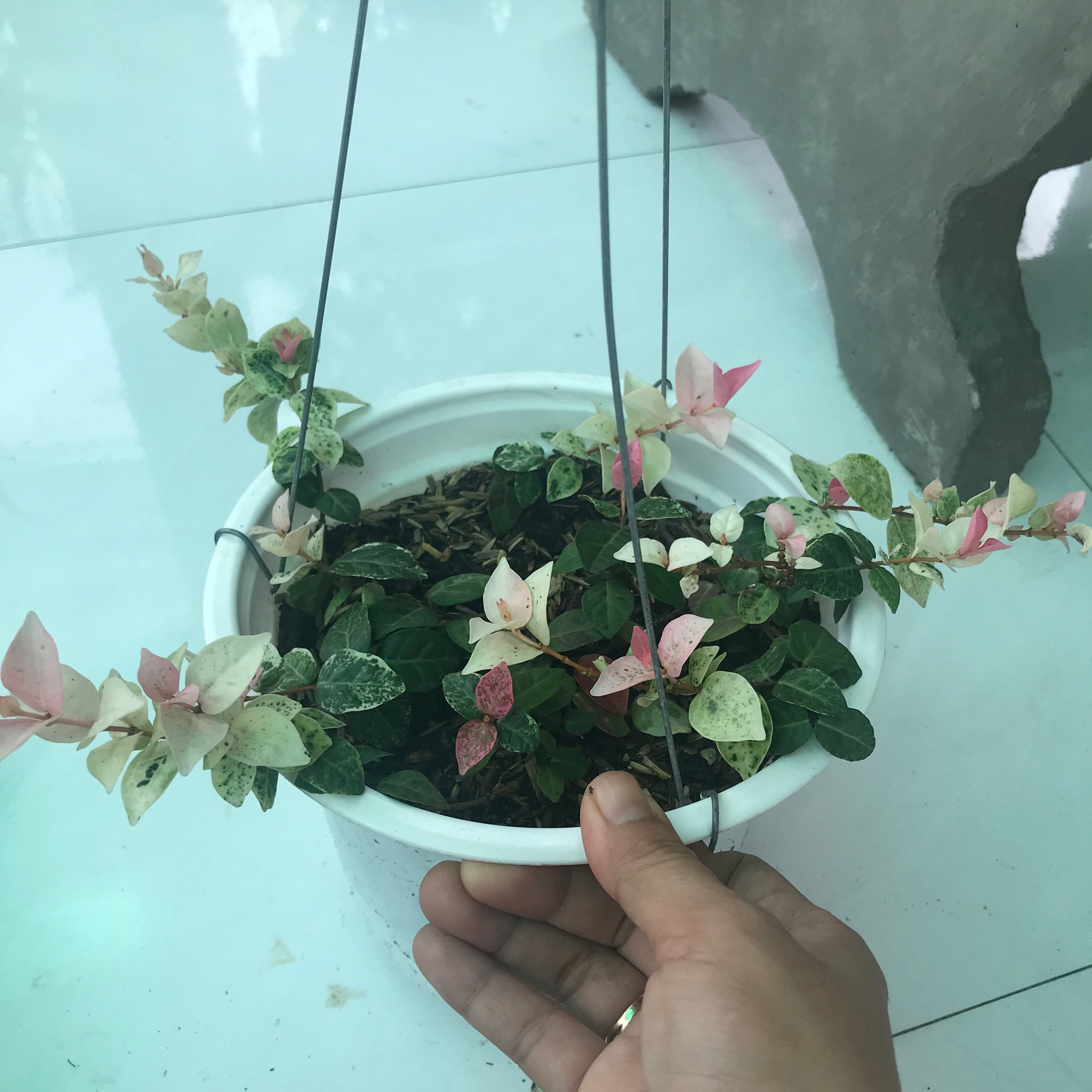 caykiengsadec - Thằn lằn cẩm thạch chậu treo + tặng phân bón cho cây - hoa kiểng lá - trang trí nội thất cảnh quan ngoài trời