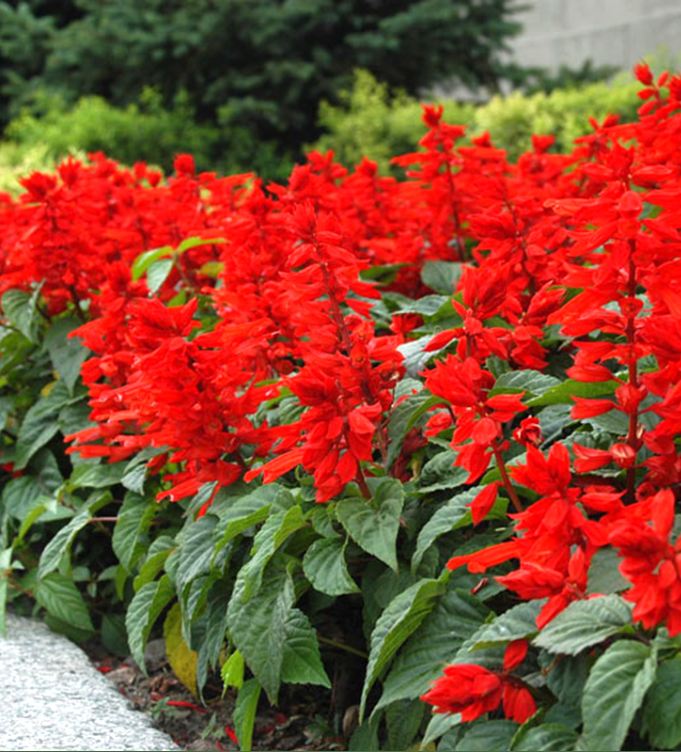 "Gói 100 "Hạt giống hoa xác pháo đỏ [Seeds]