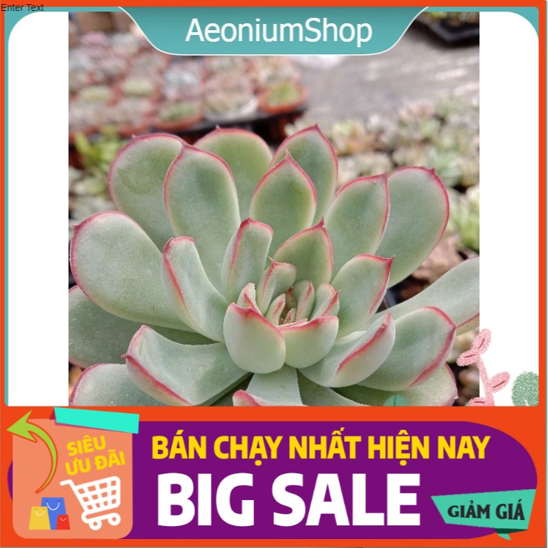 Sen Đá Viền Hồng Mini, Xuất Xứ Đà Lạt, Lỗi 1 Đổi 1 ❣