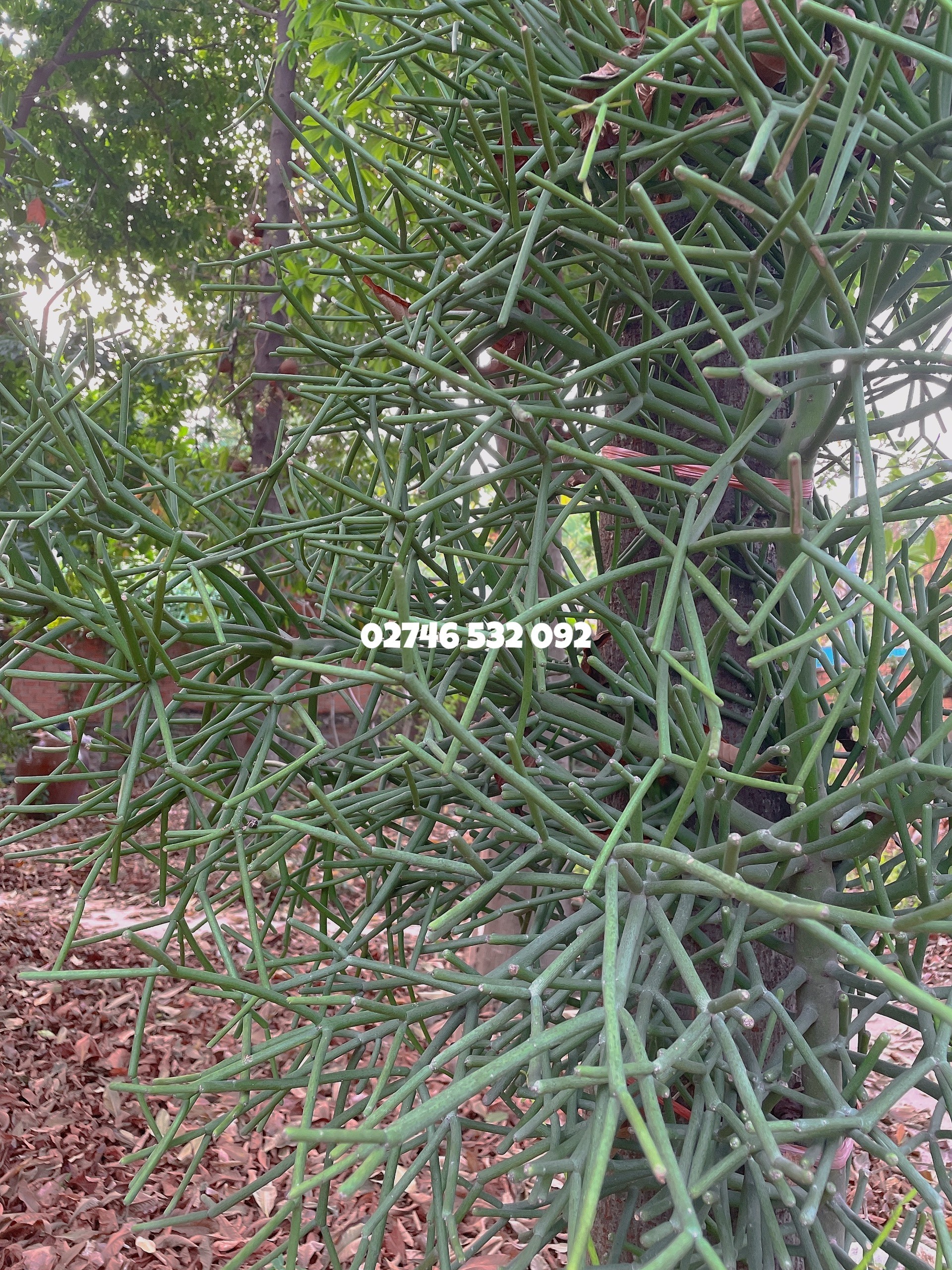 1Kg Cành Cây Giao ( Cây Xương Khô ), 20 lần xông - Dùng Xông Giảm Viêm Xoang Hiệu Quả