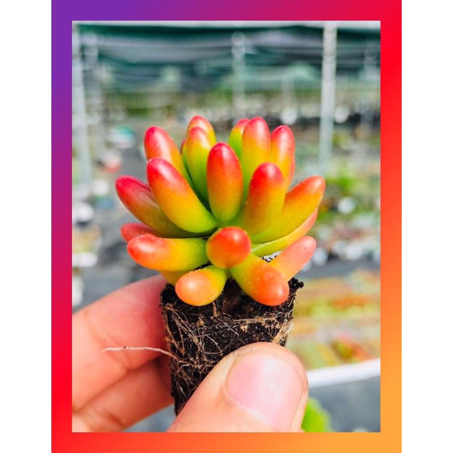 SEN ĐÁ THẠCH NGỌC ĐỎ SIZE MINI KHỎE ĐẸP LỖI 1 ĐỔI 1