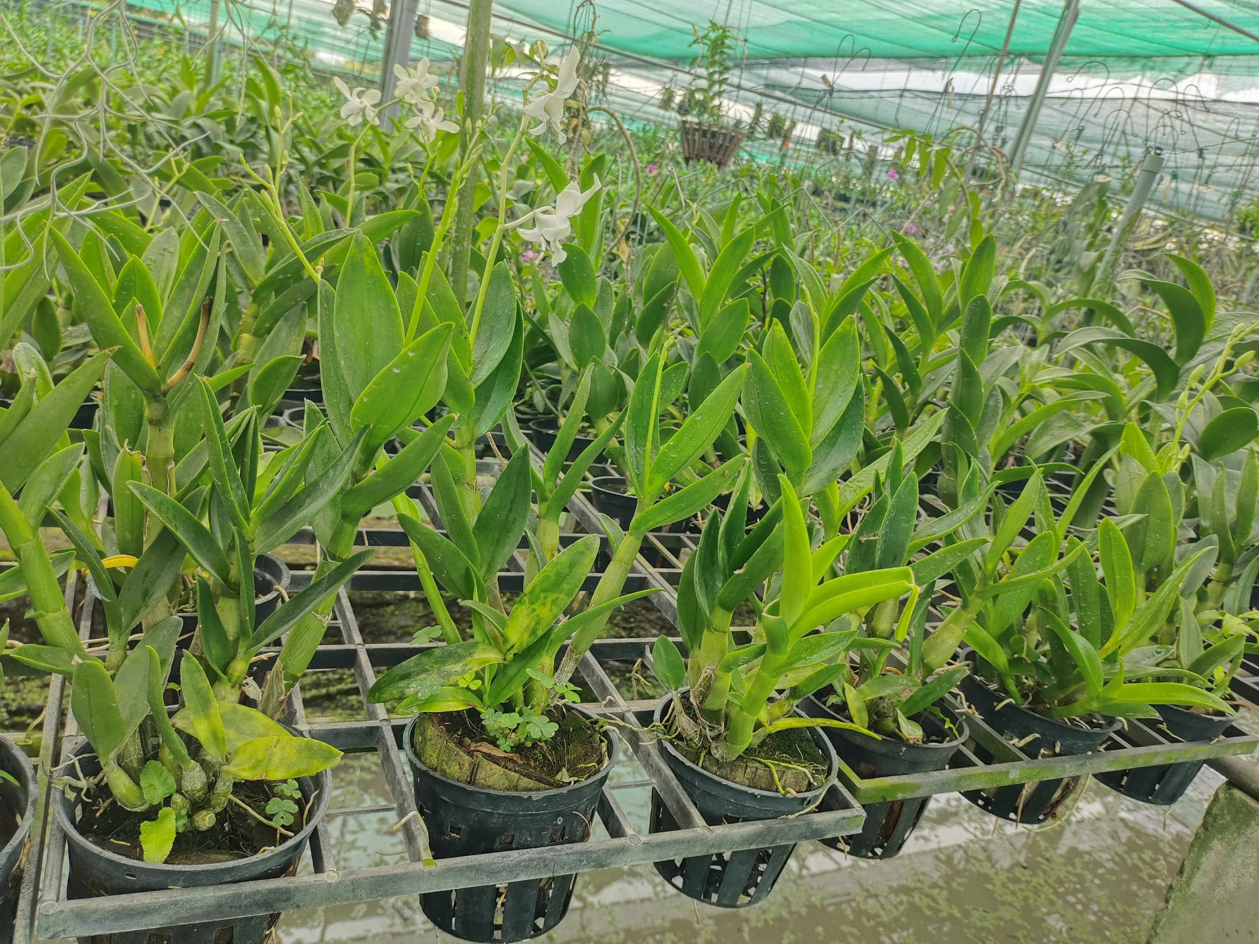 HOA LAN Dendro thỏ trắng hương thơm, cây đẹp