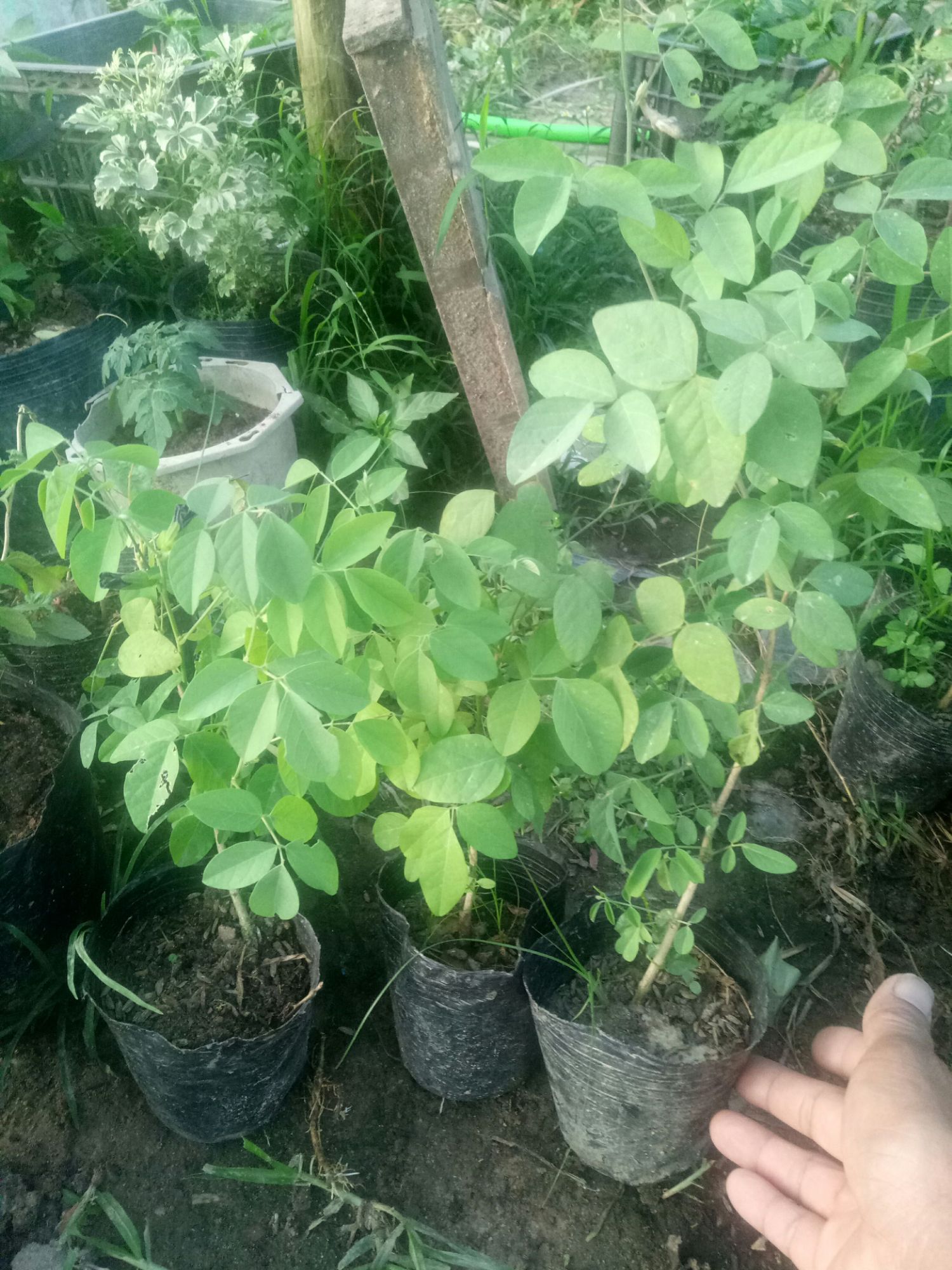 Cây giống hoa đậu biếc.