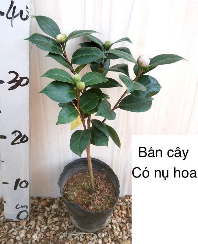 Cây trà my ngũ sắc giống, cây to khỏe đẹp, đang nụ sắp hoa, gửi đi nguyên bầu