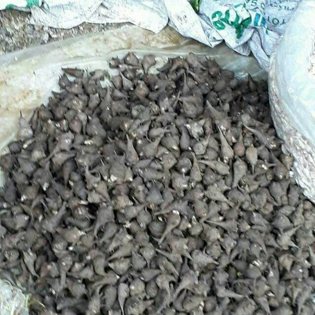 500g củ ấu tâu khô