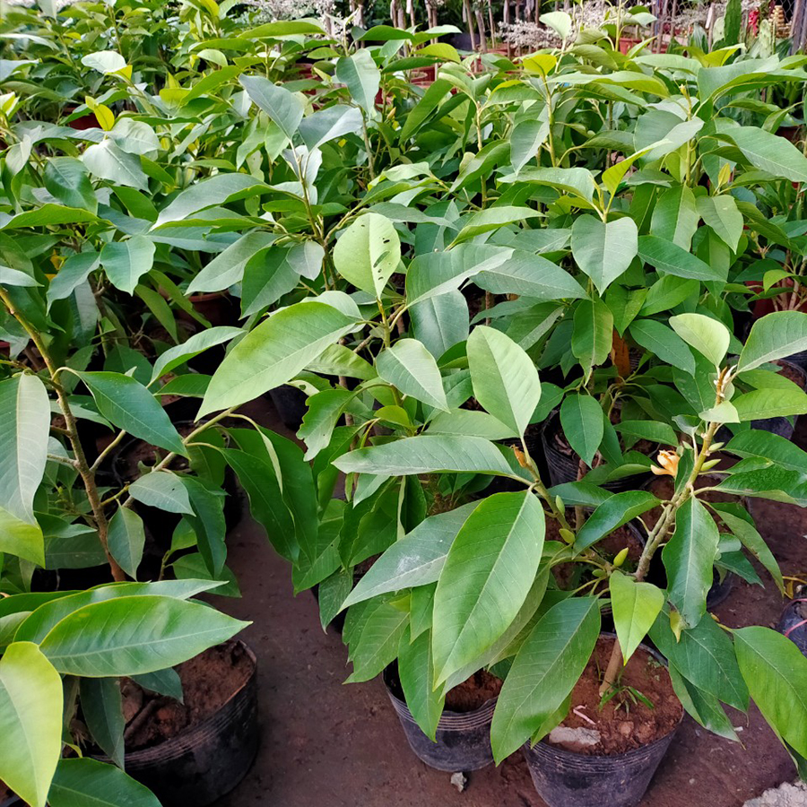 Cây hoa ngọc lan vàng-Nhà vườn Hula Trees