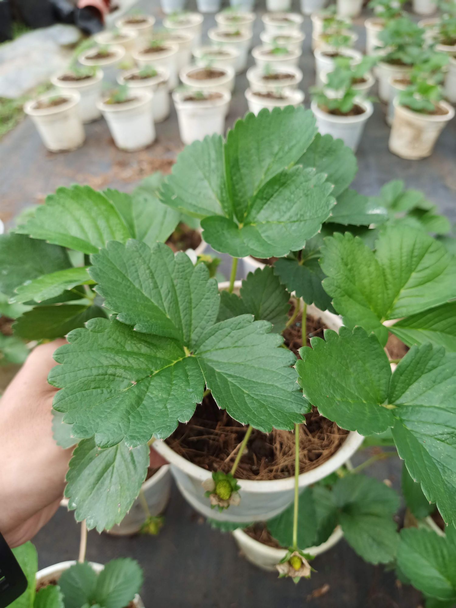 Chậu cây dâu chịu nhiệt