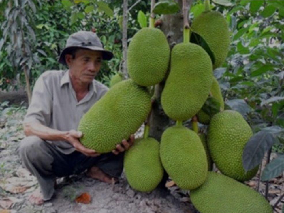 cây mít ruột đỏ sơ đỏ thái lan