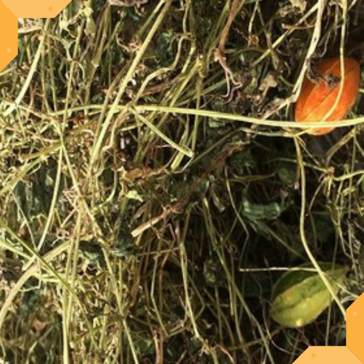DÂY CỨT QUẠ KHÔ - 1 KG