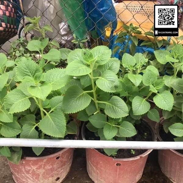 Hạt giống rau húng chanh (rau tần dày lá)