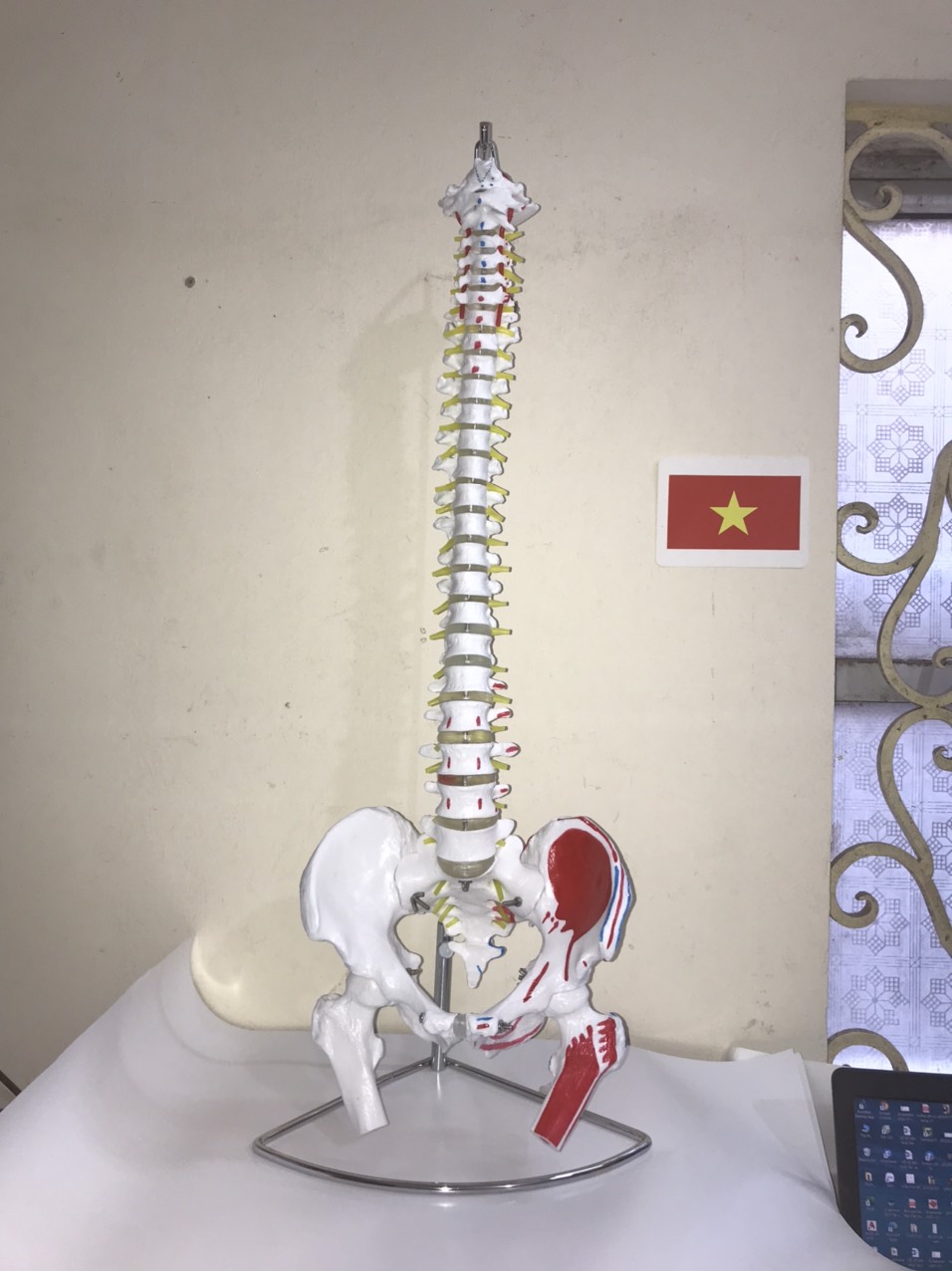 Mô Hình Xương Cột Sống 85 cm