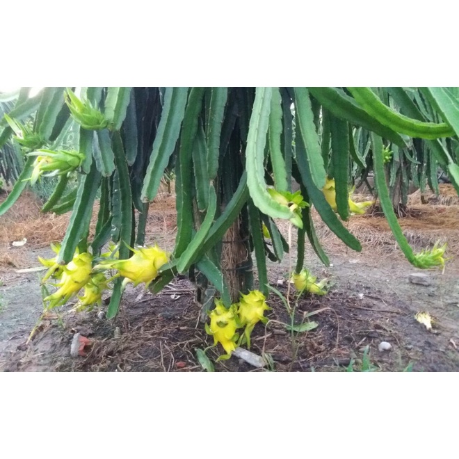 Cây Giống Thăng Long Vỏ Vàng