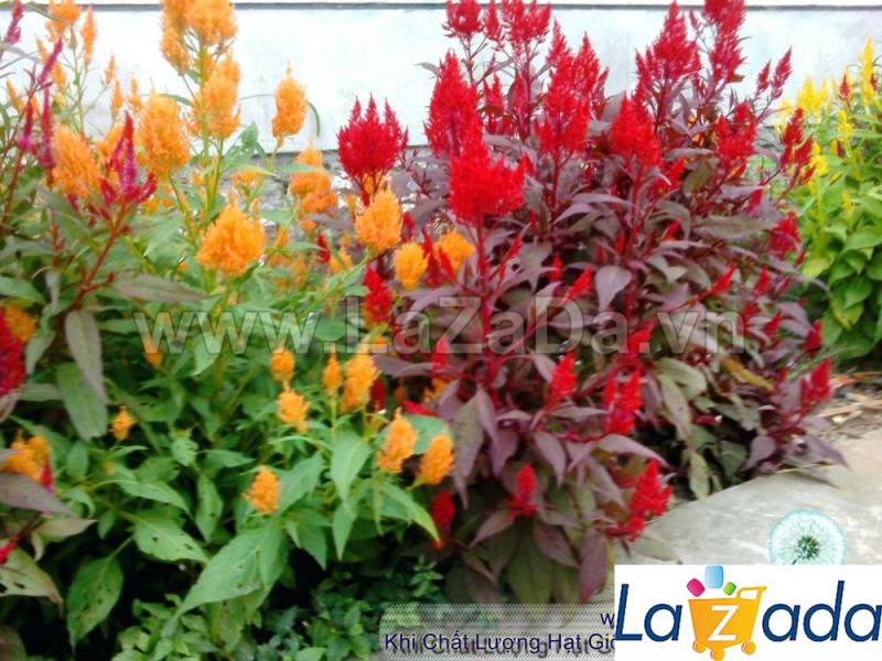 100h Hạt Giống Hoa Mào Lửa Mix Màu (C4.102| -KD: B20*V22*M204)