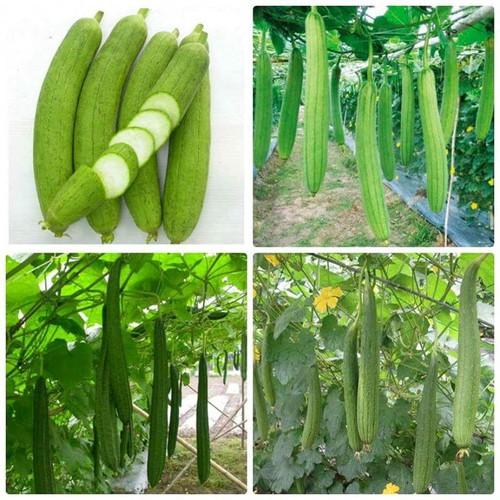 Hạt giống mướp hương