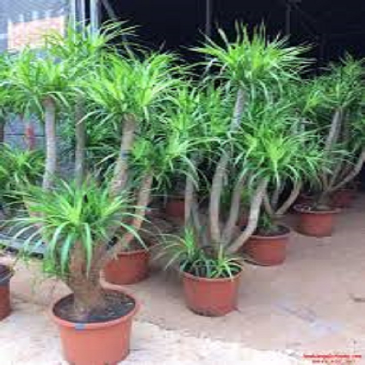 CHẬU CÂY PHÁT TÀI NÚI SIÊU ĐẸP, MANG LẠI MAY MẮN- VƯỢNG PHONG THỦY CHO GIA CHỦ - NCCPTNSTSD