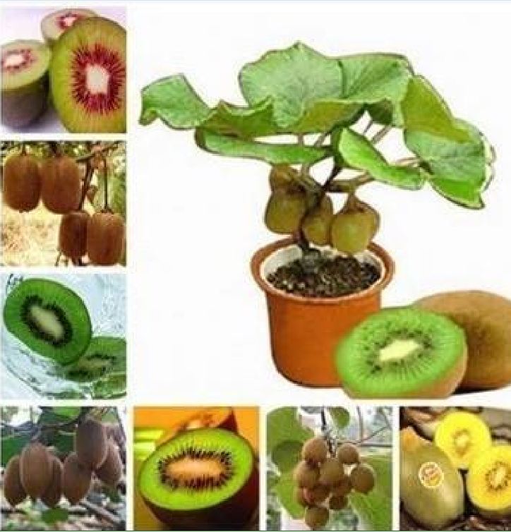 Hạt Giống Cây Ăn Trái Kiwi  - gói 30 hạt