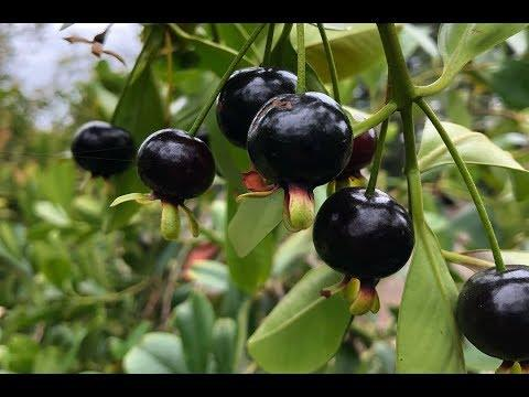 Cây Cherry Brazil siêu xinh