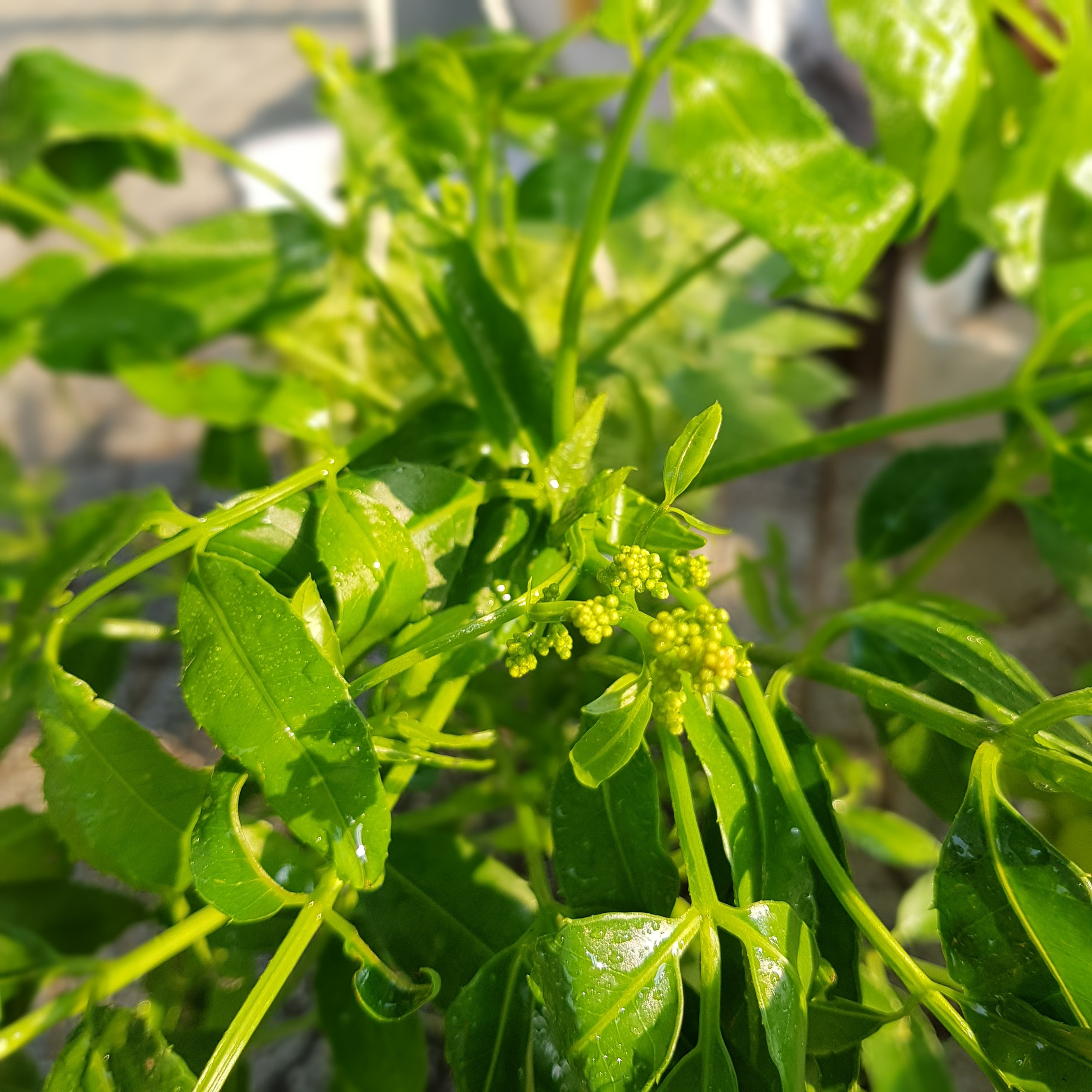 CÂY CÓC THÁI LÙN ĐƯƠNG HOA - CÂY CÓC THÁI GIỐNG - CÂY CÓC THÁI LÙN GIỐNG