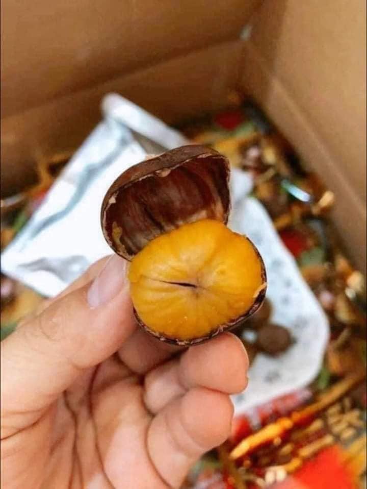 Hạt Dẻ Nhật - Siêu Ngon