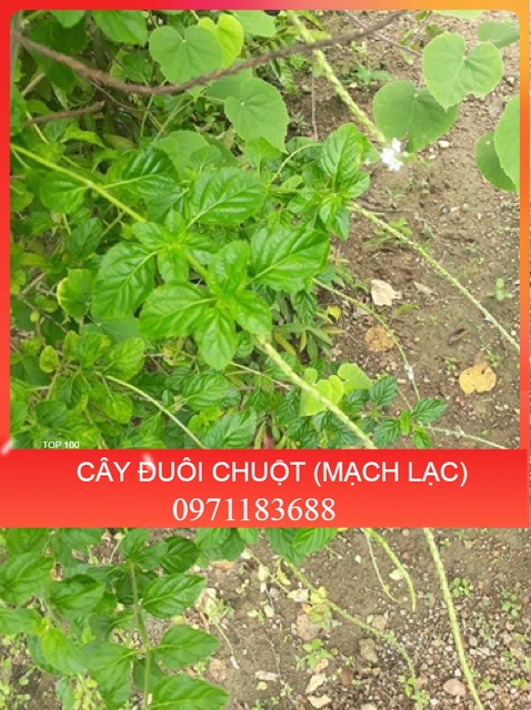 1KG CÂY ĐUÔI CHUỘT HOÀ BÌNH (KHÔ, XANH, SẠCH)
