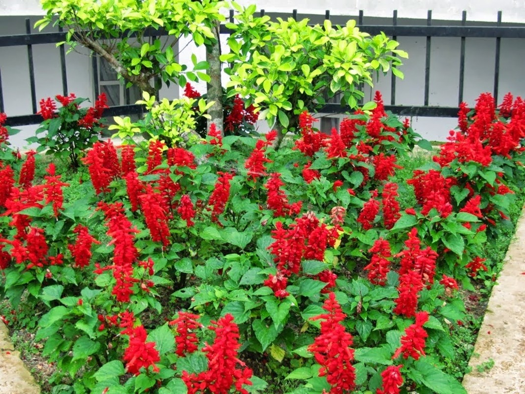 Hạt Hoa Xác Pháo Đỏ - Gói 0,5 Gram