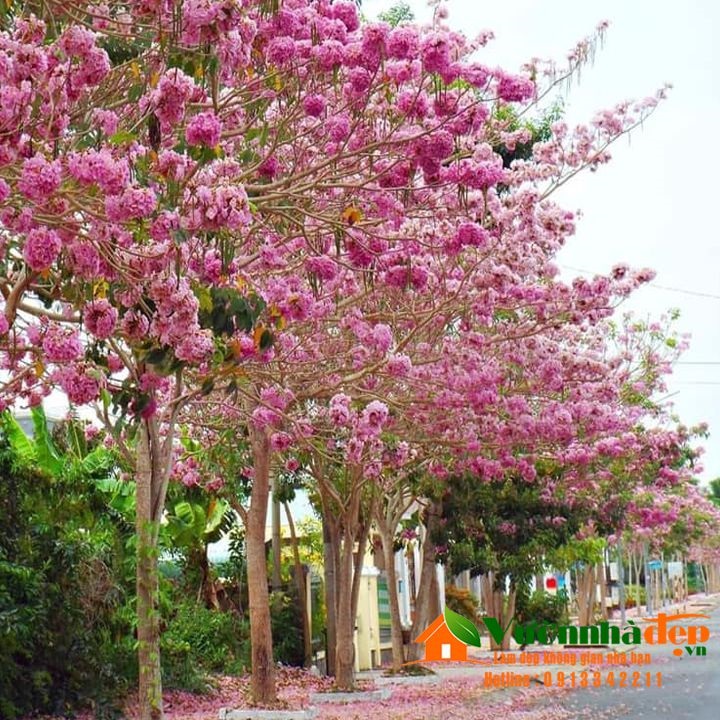 BẦU CÂY GIỐNG CÂY KÈN HỒNG(CÂY CHUÔNG HỒNG)