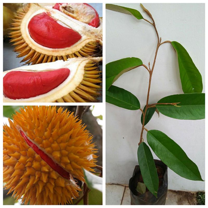 Cây giống sầu riêng ruột đỏ (siêu sớm cây tốt) ( sản phẩm có bảo hành toàn quốc)