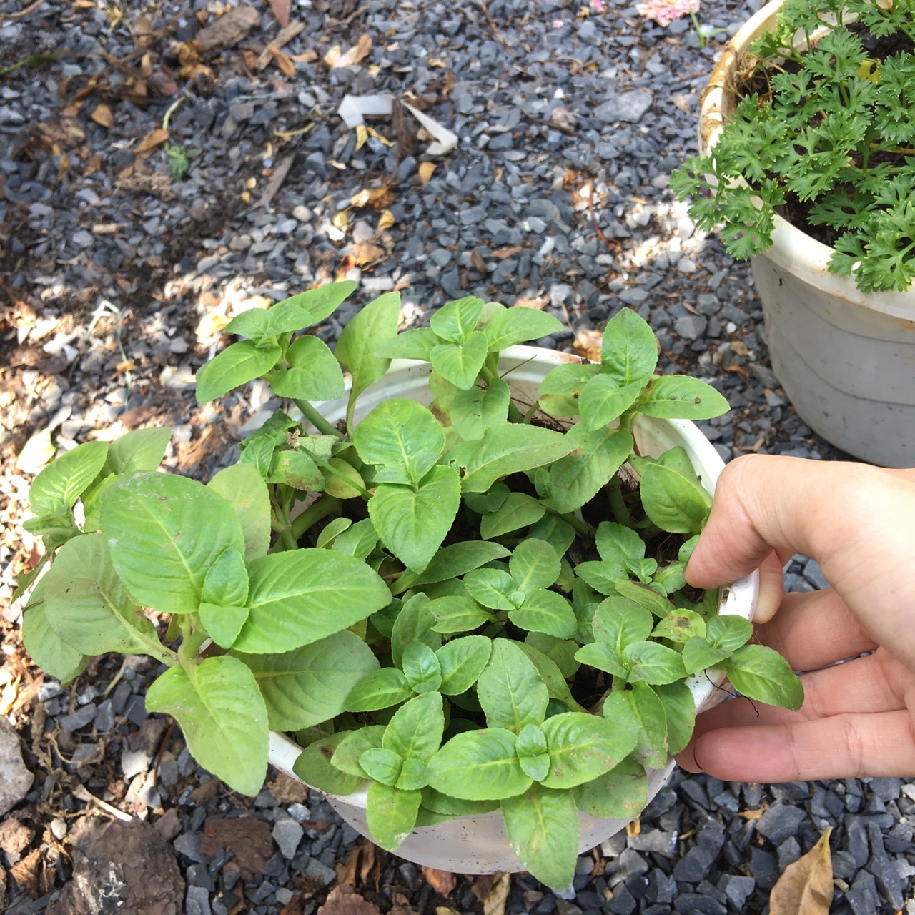 Chậu cây rau Quế Vị Xá Xị Limnophila rugosa