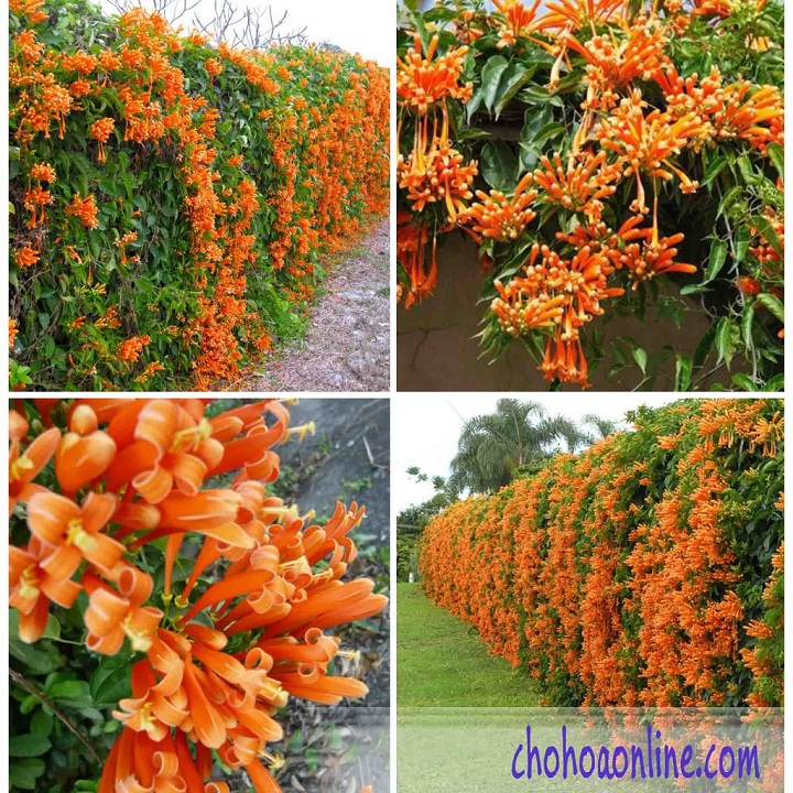 CHẬU CÂY GIỐNG HOA CHÙM ỚT( HOA RẠNG ĐÔNG)