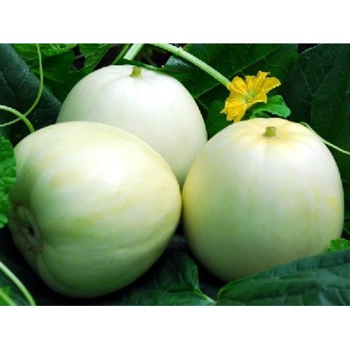 Hạt giống dưa lê siêu ngọt f1 - gói 1g