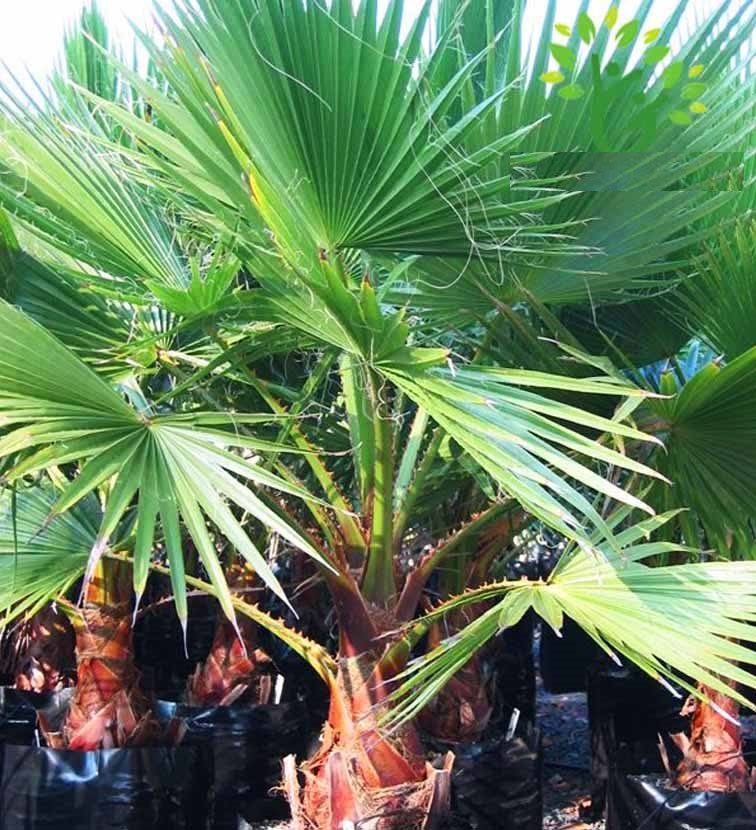 Hạt giống cây cọ mỹ ( Pritchardia filifera ) - gói 3 hạt