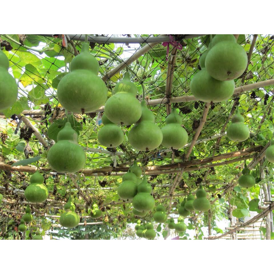 Hạt giống Bầu Hồ Lô 10 Hạt
