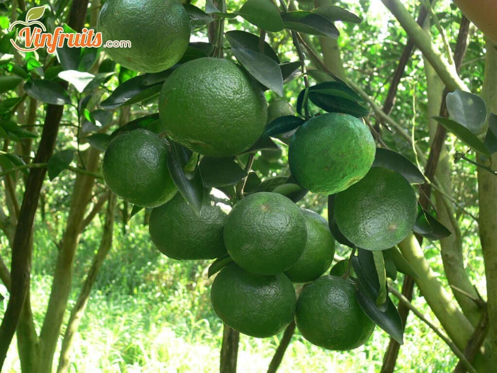 CÂY GIỐNG CAM SÀNH MIỀN NAM