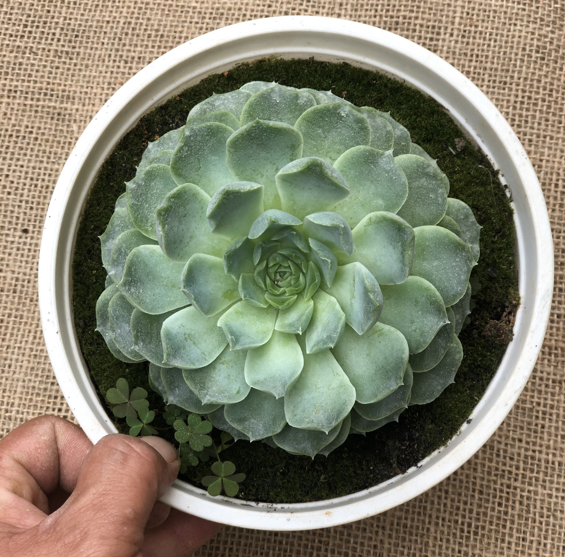 Chậu Sen Đá size vừa SĐ10