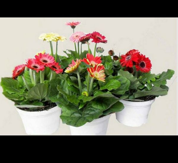 Hạt Giống Hoa Đồng Tiền Mix 100H