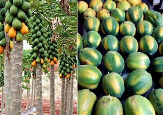 5 Hạt giống Đu đủ thấp cây tặng kèm kích mầm