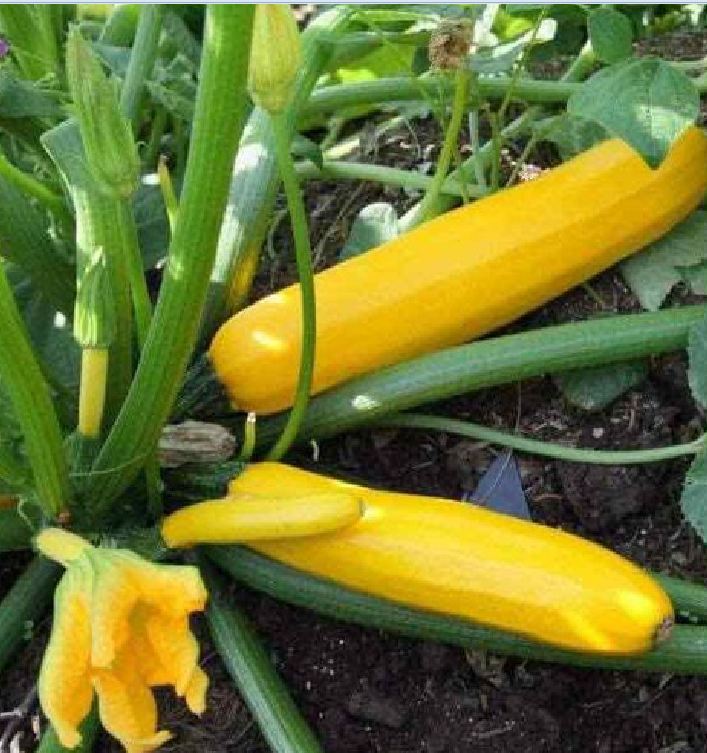 Hạt giống bí ngòi vàng - Gói 20 hạt ( Tặng gói kích hạt nảy mầm )