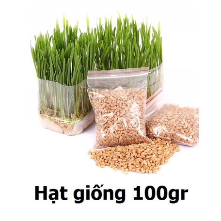 Hạt giống cỏ mèo cao cấp 100gr
