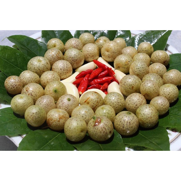 Cây mắc mật giống (cây khỏe, được kiểm tra cây)