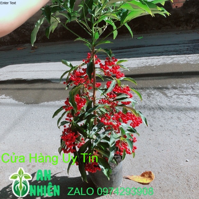 Cây kim ngân lượng cao 60-80cm