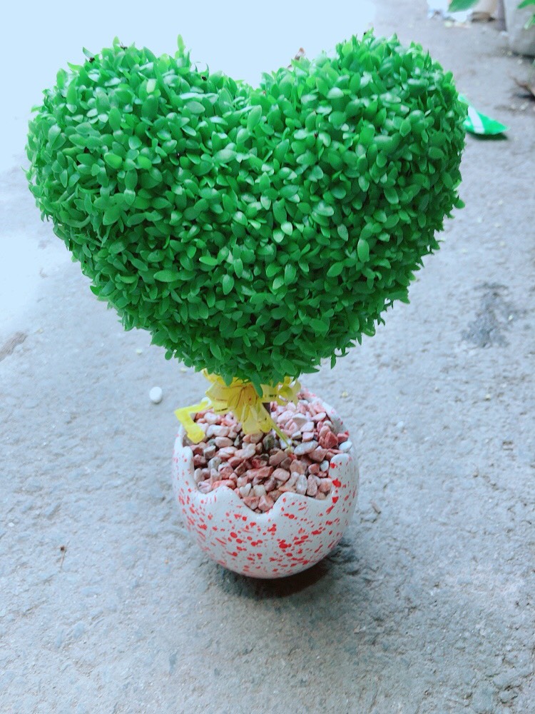 Chậu Cây May Mắn Trái Tim