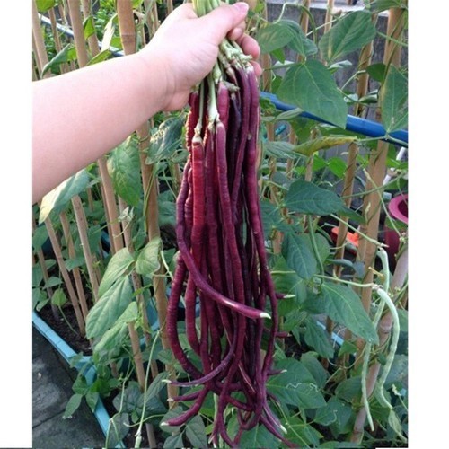 "Gói 3Gr=15Hạt " Hạt Giống Đậu Đũa Đỏ Mỹ F1