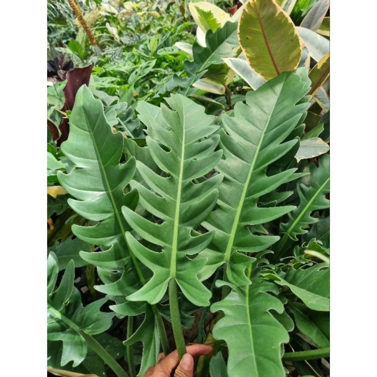 Cây philodendron ring of fire