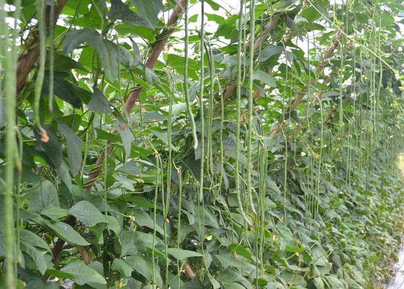 Hạt giống đậu đũa cao sản gói 50gr