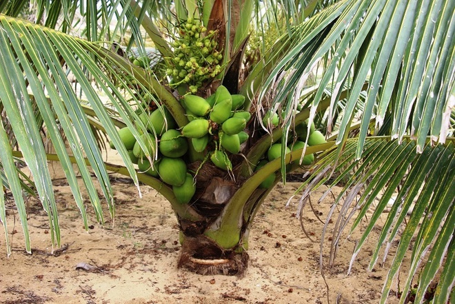 Cây dừa xiêm lùn, siêu quả