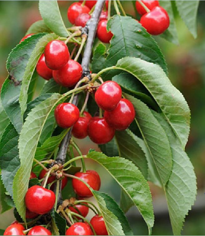"Gói 10 Hạt " Hạt giống cây ăn trái cherry đỏ