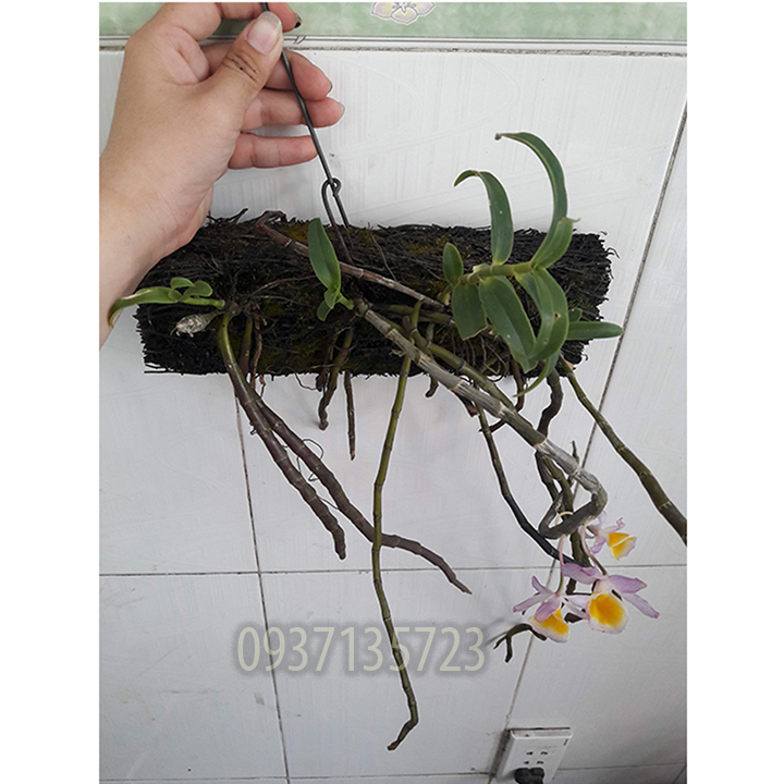 [HCM]CÂY LAN LONG TU TRỒNG TRÊN BẢNG DỚN
