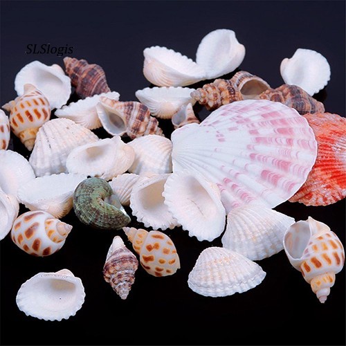 Vỏ ốc biển vỏ sò trang trí hồ cá decor đẹp mắt