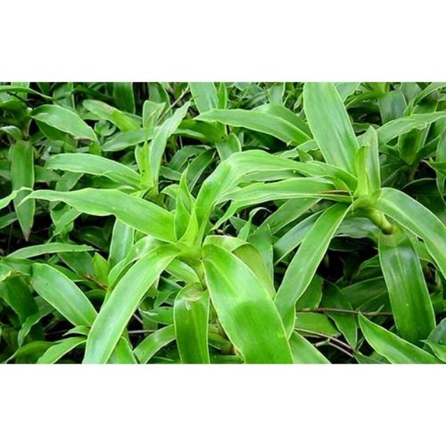 Cây lược vàng tươi và khô
